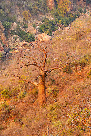 Lanner gorge - Northern Kruger NP