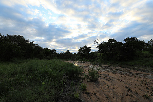 Mala Mala game reserve