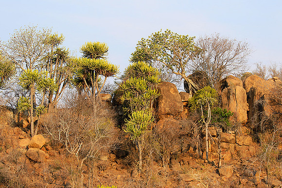 Kruger NP