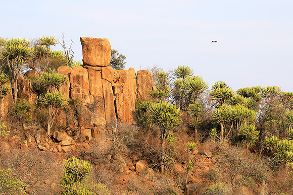 Kruger NP