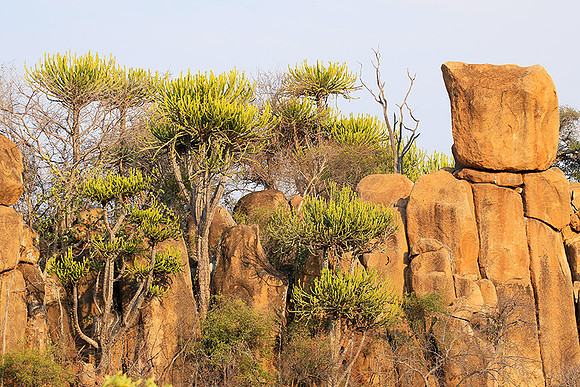 Kruger NP