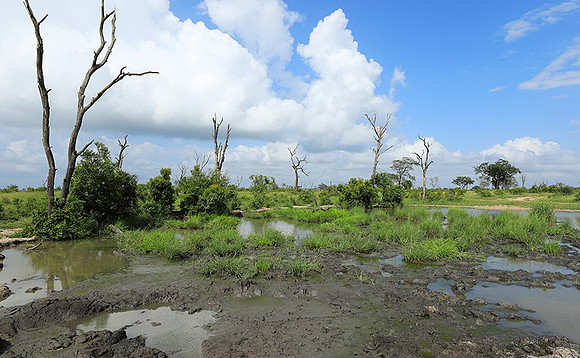 Londolozi Game Reserve