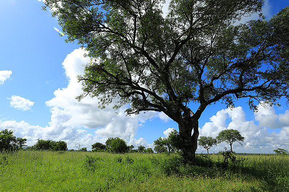 Londolozi game reserve