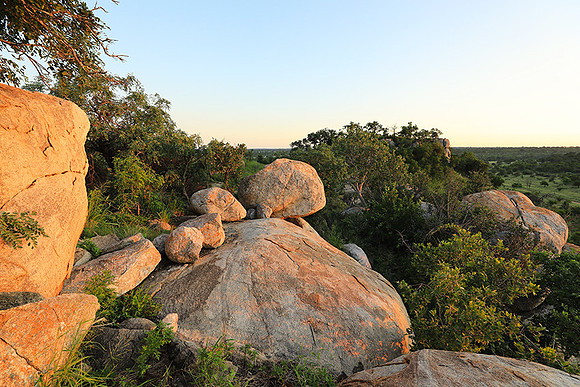 Mala Mala game reserve