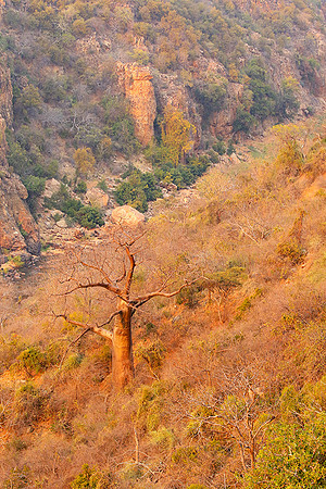 Lanner gorge - Northern Kruger NP