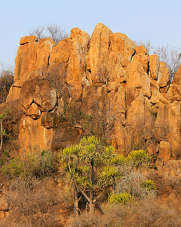 Kruger NP