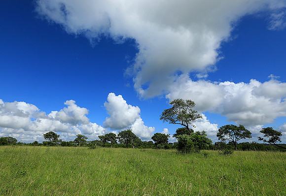 Londolozi game reserve