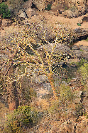 Lanner gorge - Northern Kruger NP