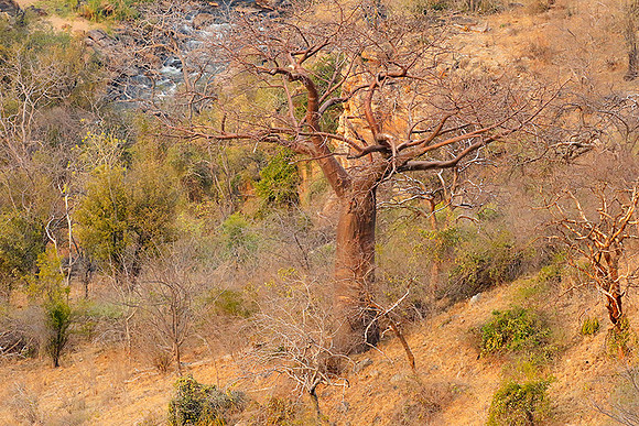 Lanner gorge - Northern Kruger NP