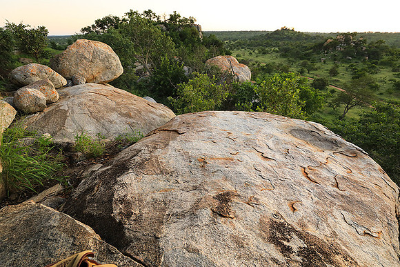 Mala Mala game reserve