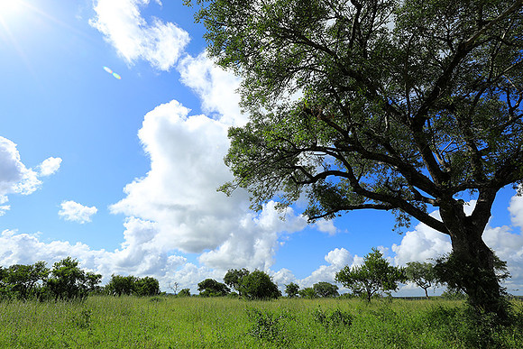 Londolozi game reserve