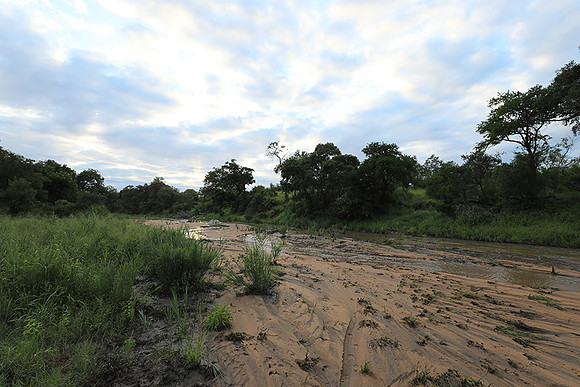 Mala Mala game reserve