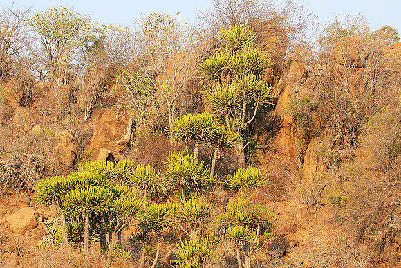 Kruger NP