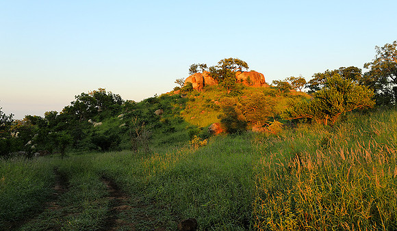 Mala Mala game reserve