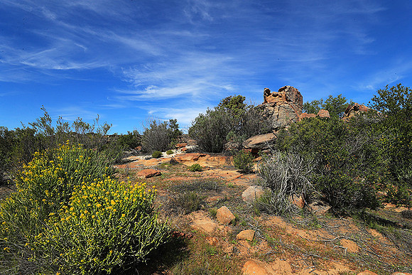 Landscape west coast
