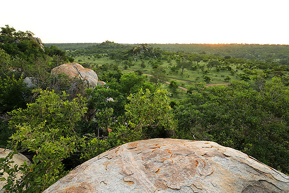 Mala Mala game reserve