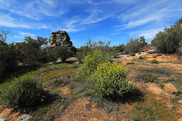 Landscape west coast