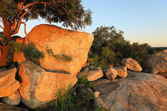 Mala Mala game reserve