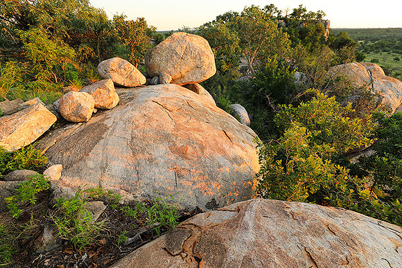 Mala Mala game reserve