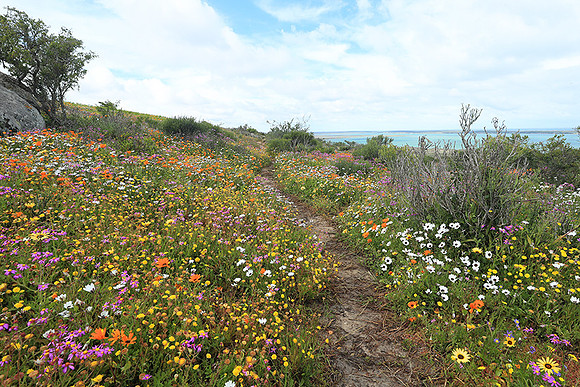 Landscape West Coast NP
