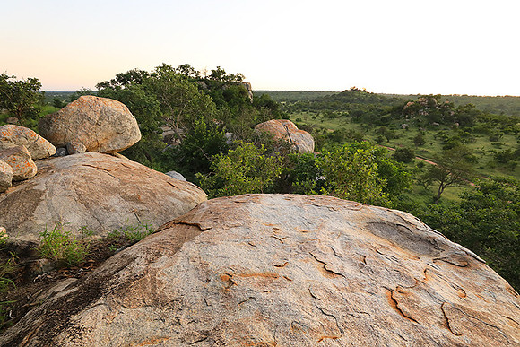 Mala Mala game reserve