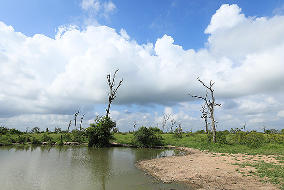 Londolozi Game Reserve