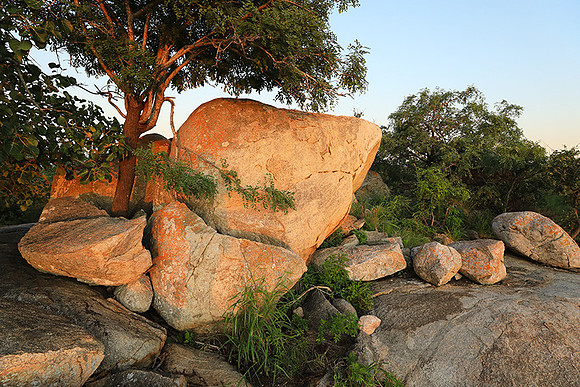 Mala Mala game reserve