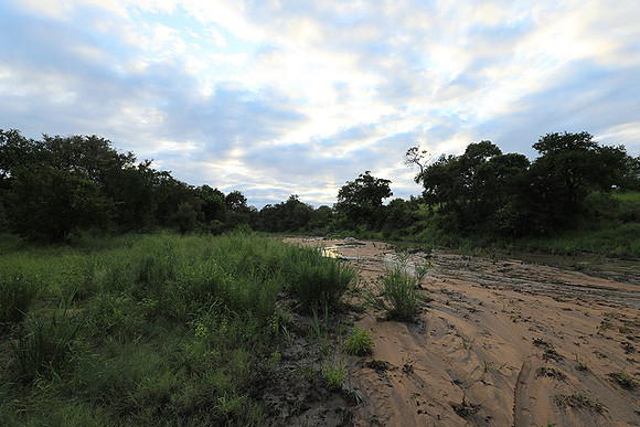 Mala Mala game reserve