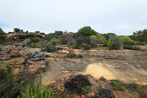 Landscape west coast
