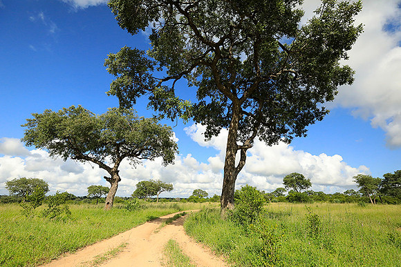 Londolozi game reserve