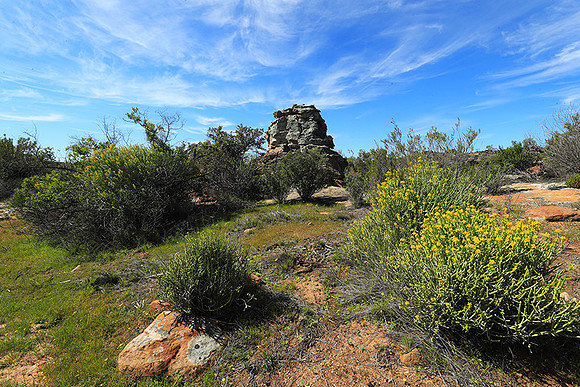 Landscape west coast