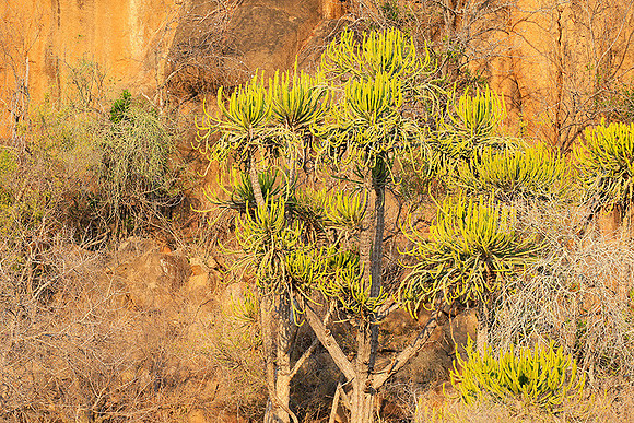 Kruger NP