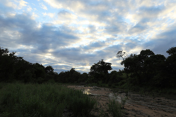 Mala Mala game reserve