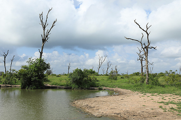 Londolozi Game Reserve