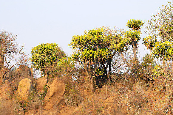 Kruger NP