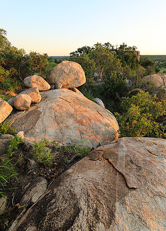 Mala Mala game reserve