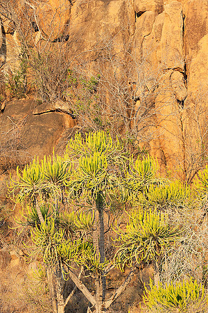 Kruger NP