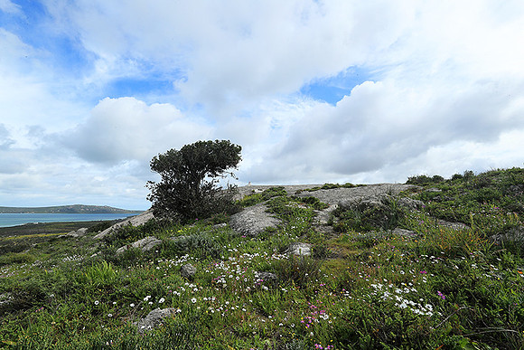 Landscape West Coast NP