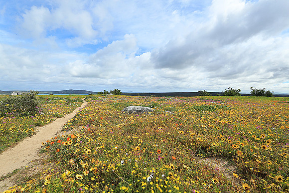 Landscape West Coast NP