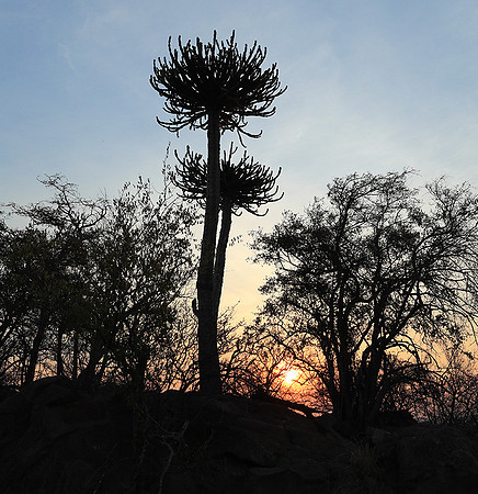 Kruger NP