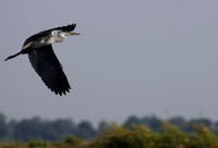 Grey heron -Chobe