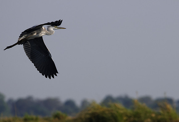 Grey heron -Chobe