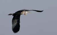 Grey heron -Chobe