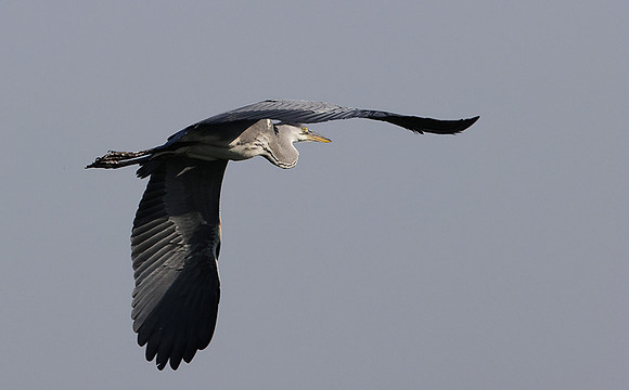Grey heron -Chobe