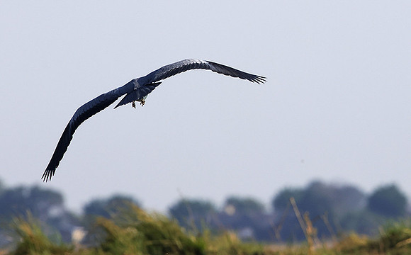 Grey heron -Chobe