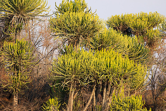 Kruger NP