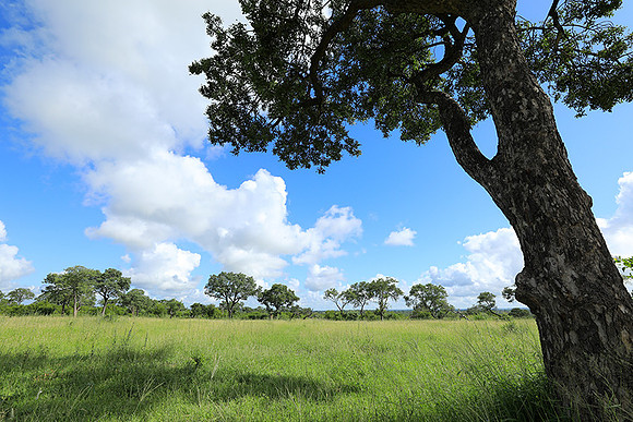 Londolozi game reserve
