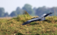 Grey heron -Chobe