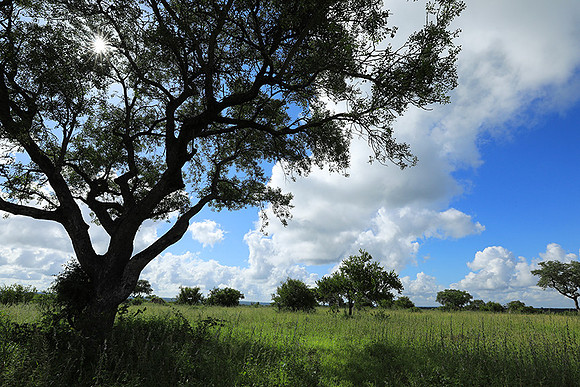 Londolozi game reserve