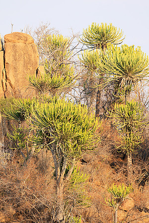 Kruger NP